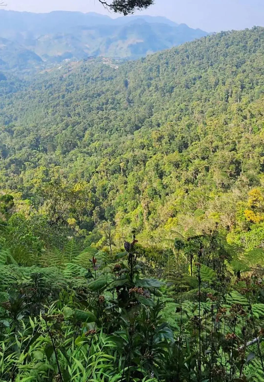Sendero del bosque nuboso en el Biotopo del Quetzal en Baja Verapaz, Guatemala