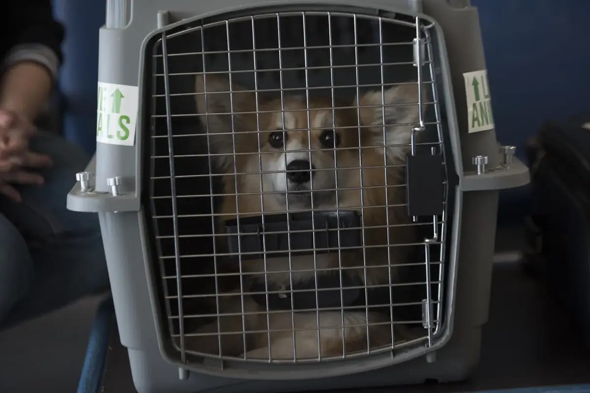 Pet dog inside an airline-approved travel crate before a flight to Guatemala