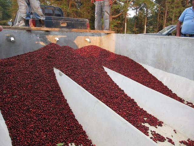 Tours de Cafe en Antigua 2026: $22-$96 Catación y Visita a Fincas Volcanicas