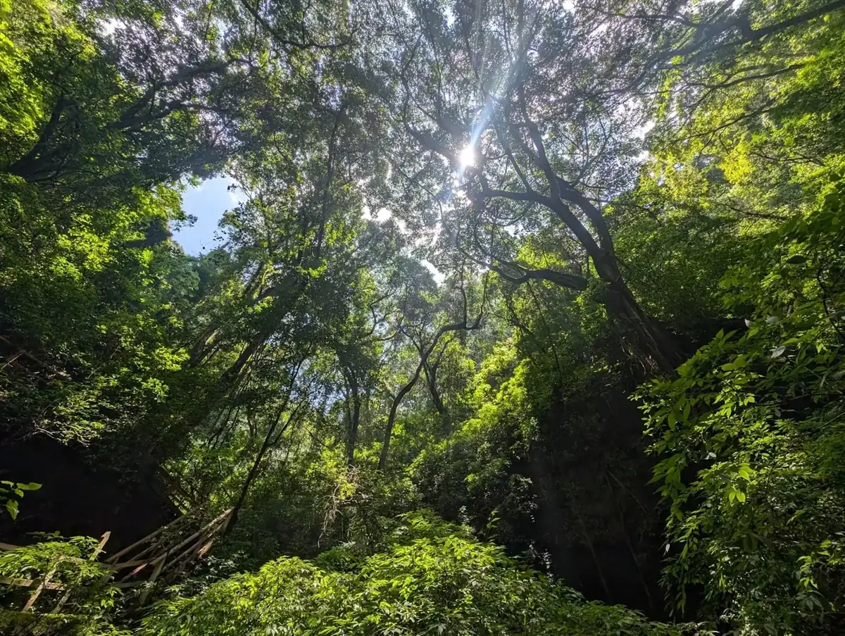 Forest canopy at Finca El Pilar near Antigua