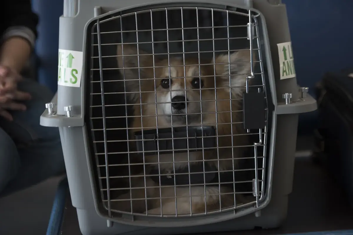 Traer tu Perro a Guatemala desde EE.UU.: Guía Mascotas (2026)